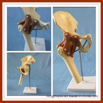 Deluxe Functional Hip Joint Trainging Model